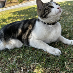 %name%, a %color% %breed% %type%