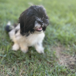 {petName}, a White, Black  Shih Tzu Dog