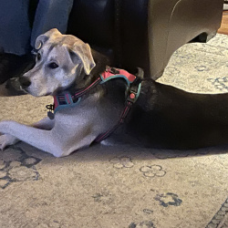 {petName}, a Dark-grey, Black, White Mix Dog