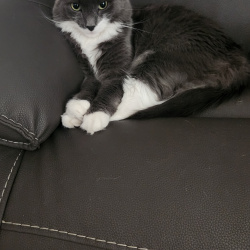 {petName}, a Dark-grey, White Domestic Mediumhair Cat