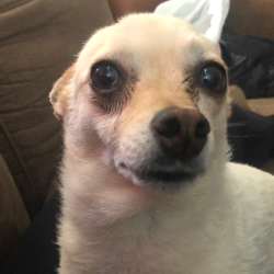 {petName}, a Cream Terrier - Mix Dog