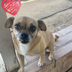 {petName}, a Tan Puggle (Pug + Beagle) Dog