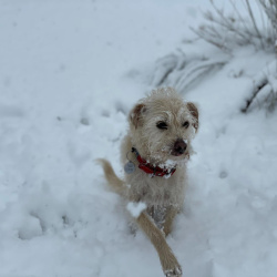 {petName}, a White Breed Unknown Dog